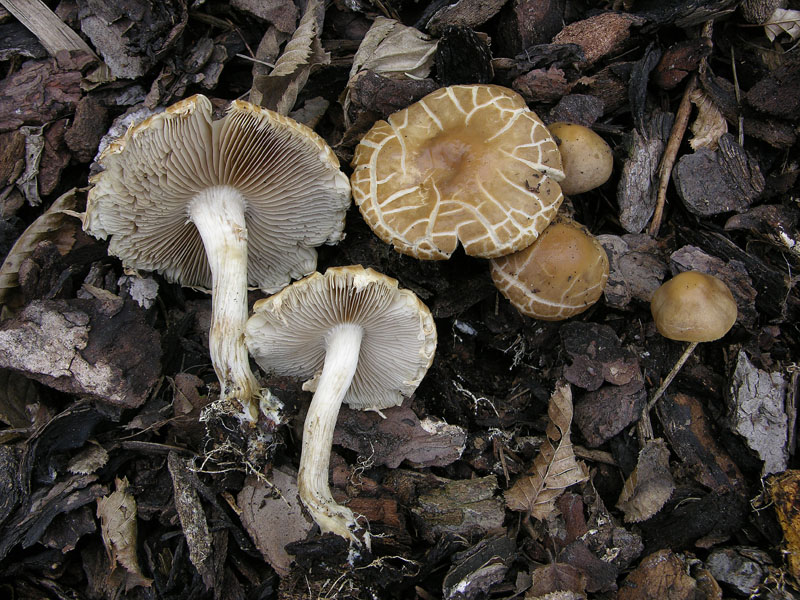 Agrocybe praecox.